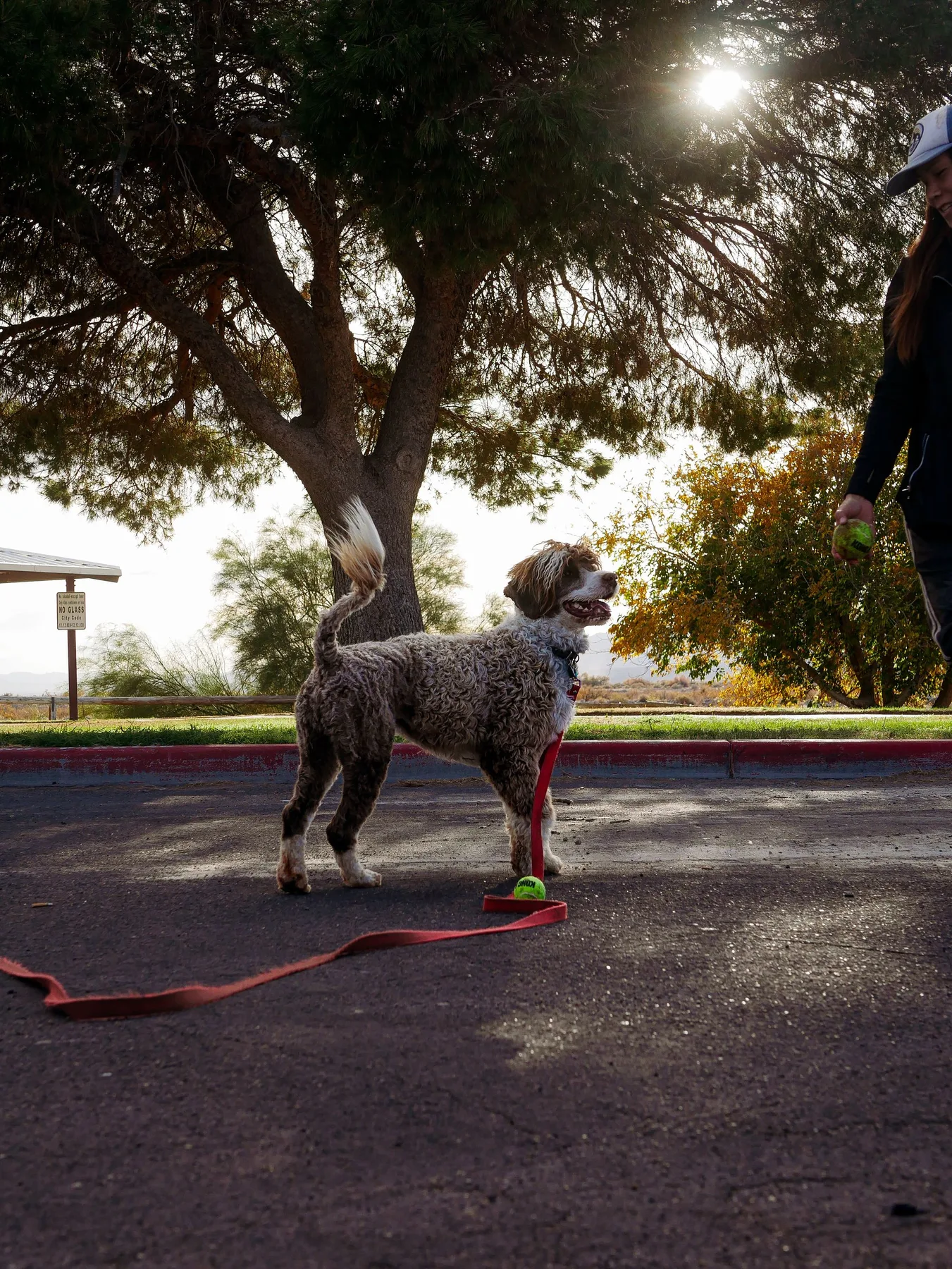 A playful dog with a leash stands on an asphalt surface in a sunny park next to trees.