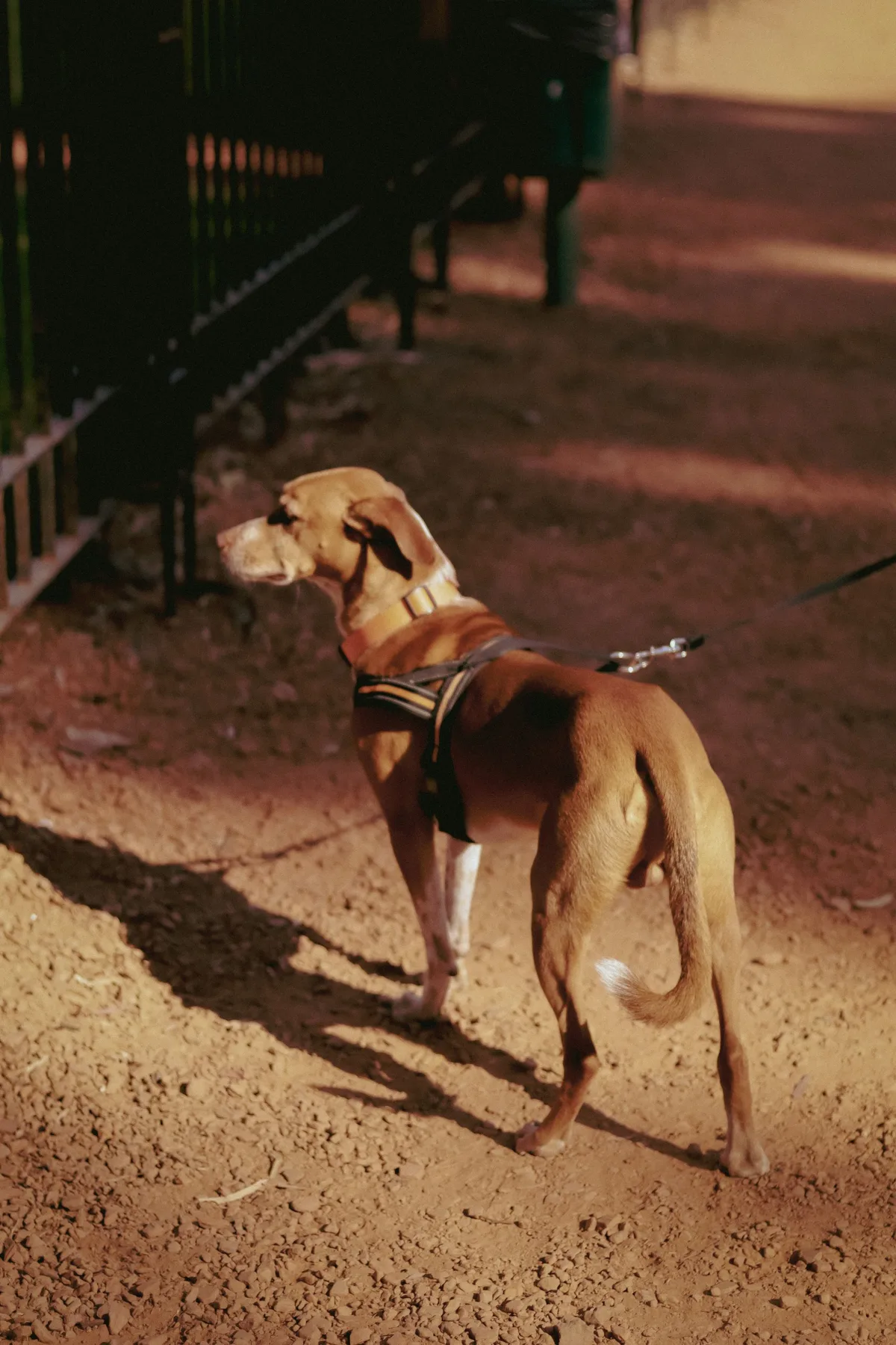Profile of a brown and white dog on a leash in a sunlit park, captured in warm evening light.