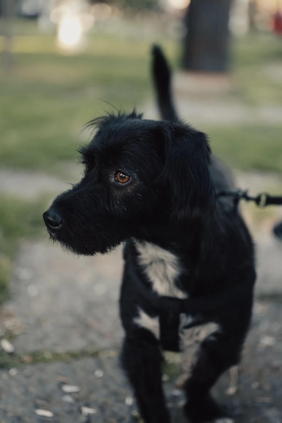 Close-up of a cute black dog walking on a leash in an İstanbul park. ...