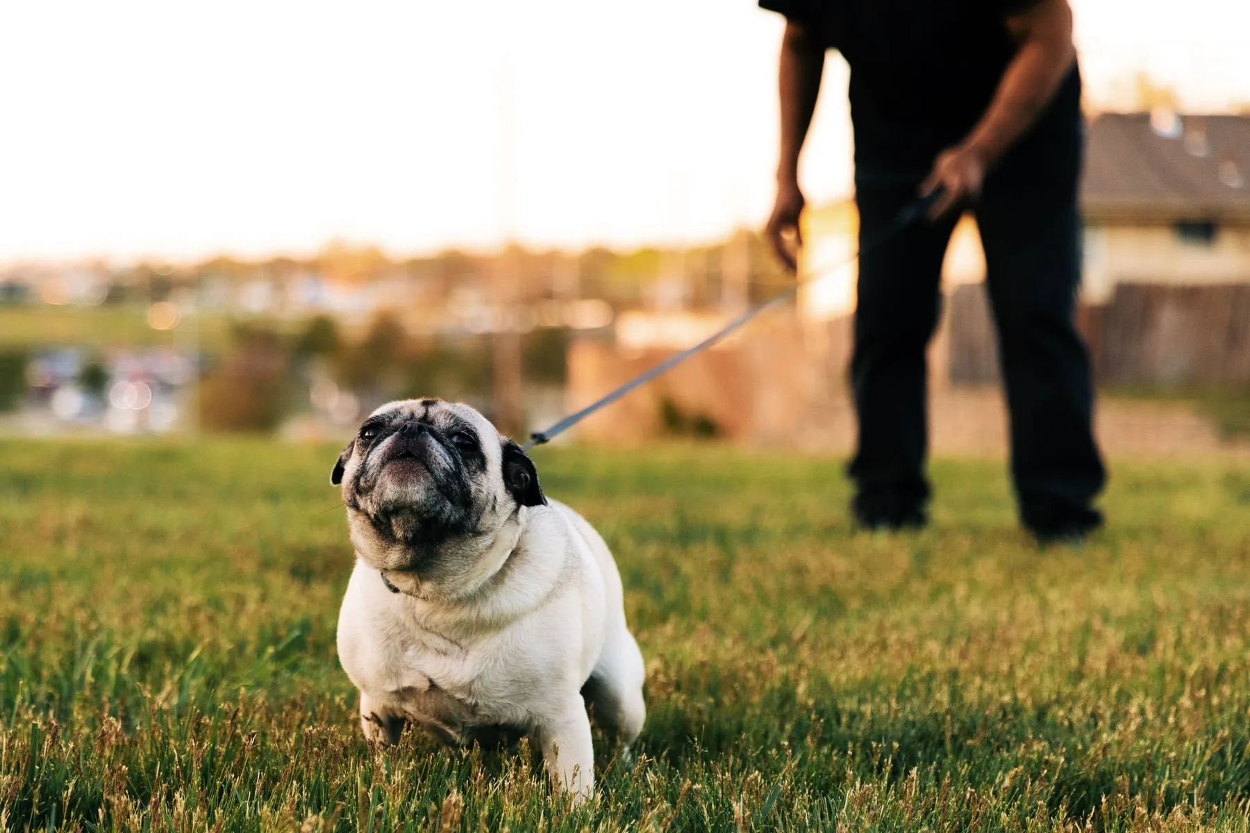 A pug dog being walked on a leash on a sunny day in the park, showcasing playful behavior.