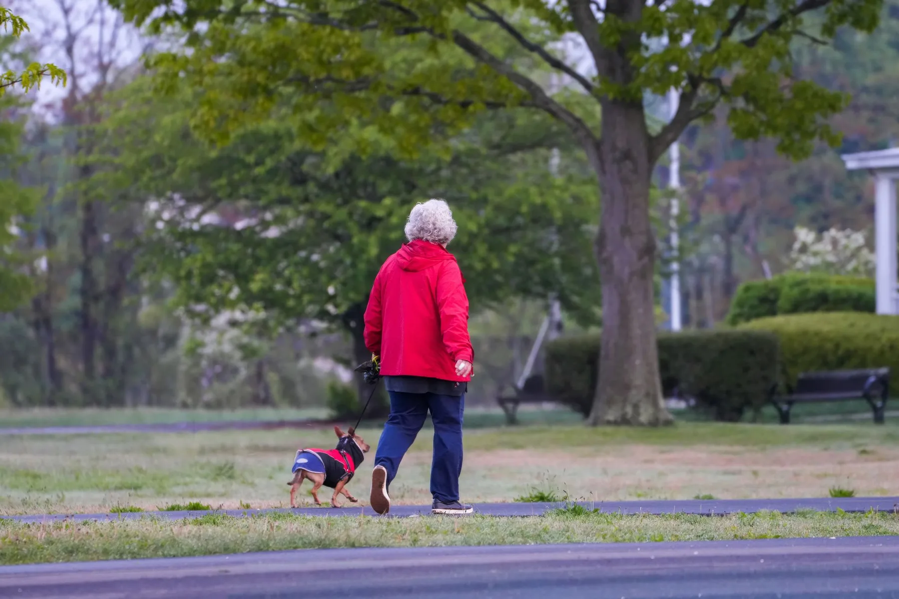 A woman walks her small dog on a leash through a serene park surrounded by lush greenery.