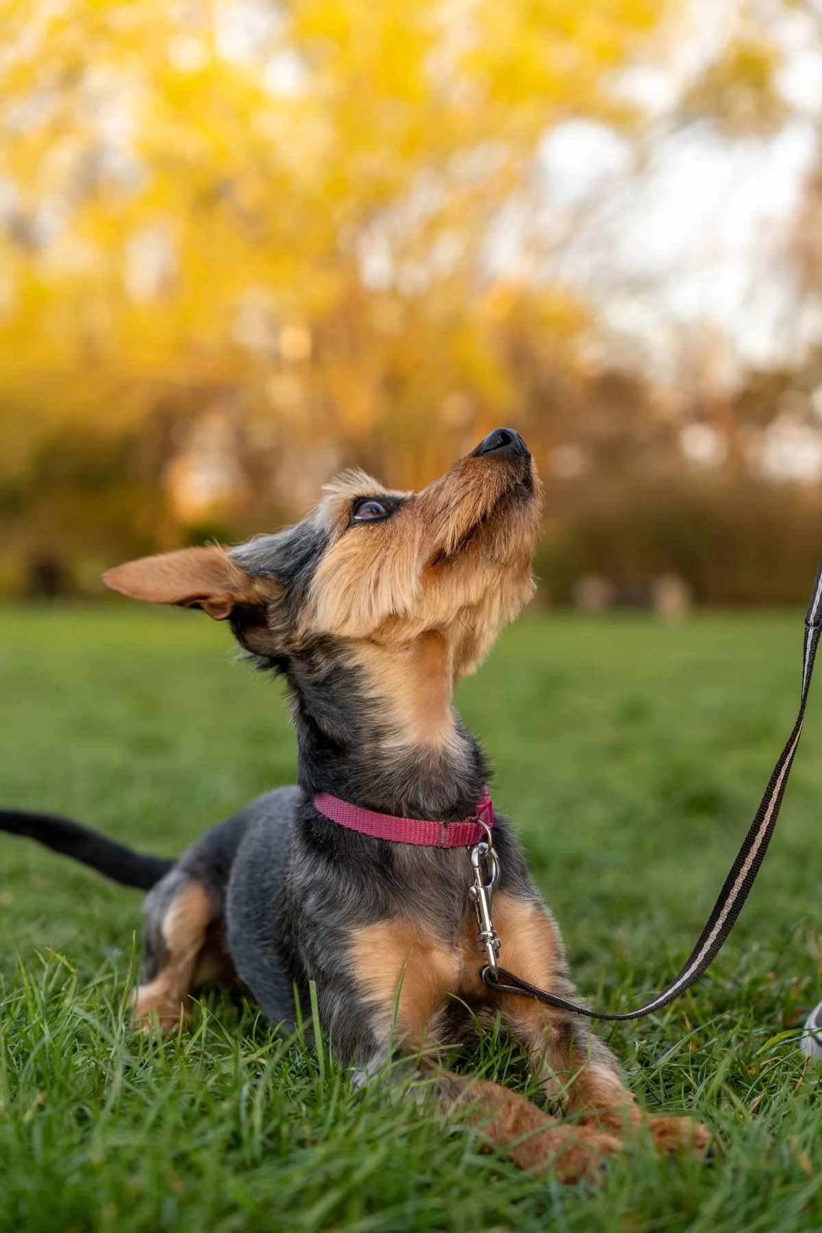A cute terrier mix dog lying on green grass, enjoying a sunny day in the park with a leash.