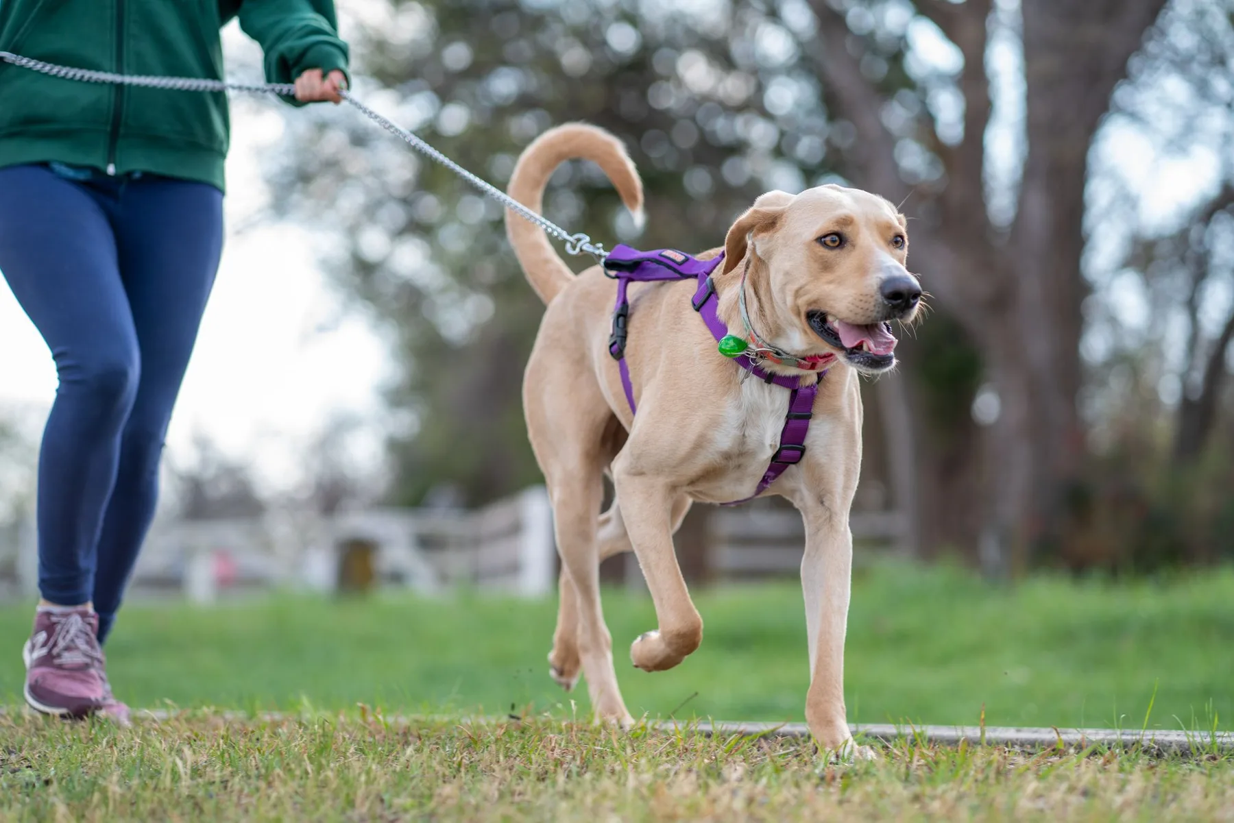 A lively Labrador retriever enjoys a walk with its owner in a green park setting.