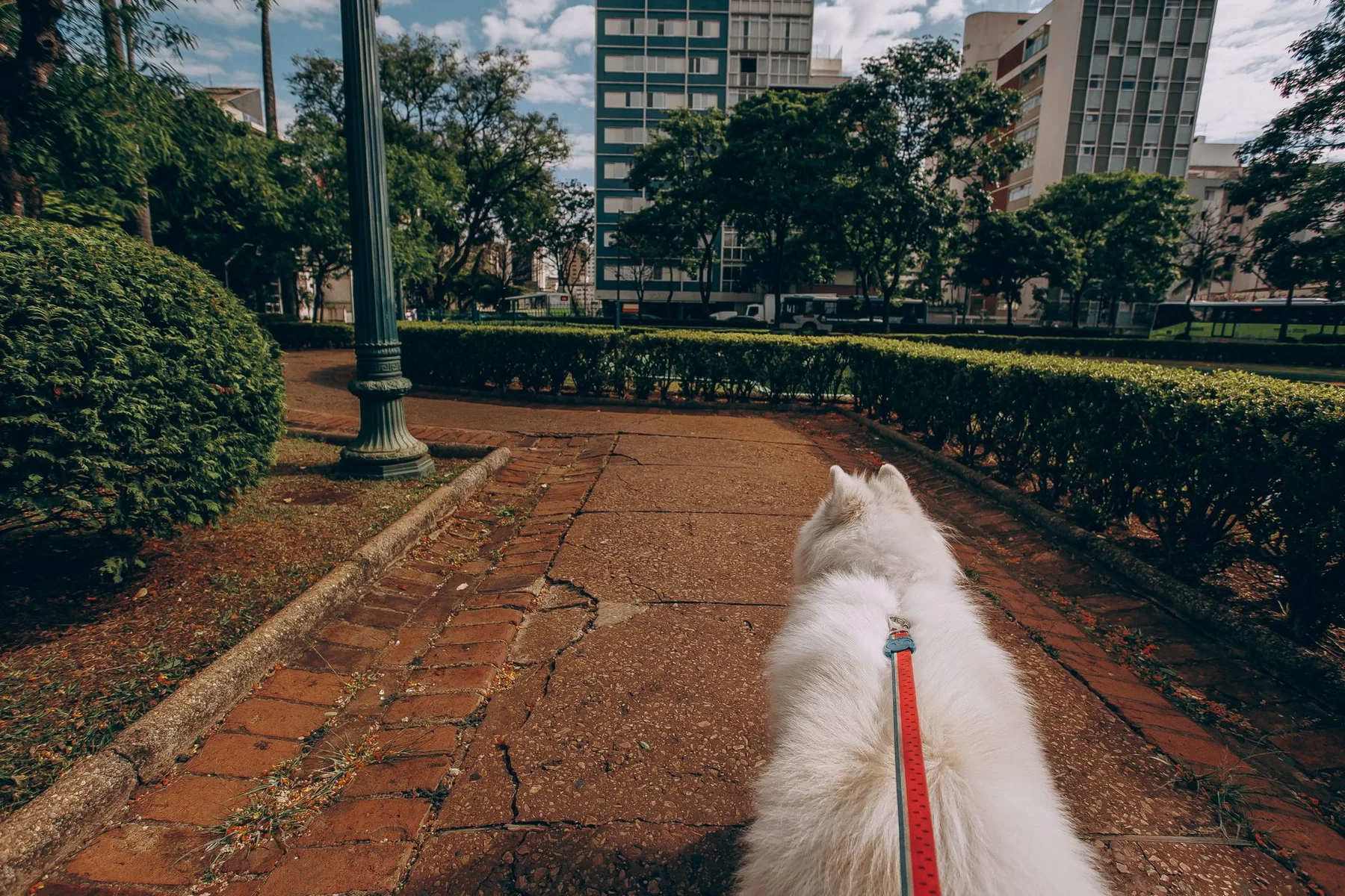 A fluffy white dog on a leash walking through an urban park with buildings and trees.